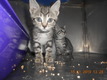 Click for Details of this Animal Click for Details of this Animal