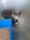 Click for Details of this Animal Click for Details of this Animal