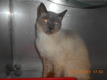 Click for Details of this Animal Click for Details of this Animal