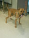Click for Details of this Animal Click for Details of this Animal