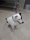 Click for Details of this Animal Click for Details of this Animal