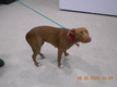 Click for Details of this Animal Click for Details of this Animal