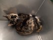 Click for Details of this Animal Click for Details of this Animal
