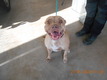 Click for Details of this Animal Click for Details of this Animal