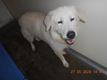 Click for Details of this Animal Click for Details of this Animal