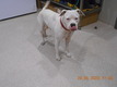 Click for Details of this Animal Click for Details of this Animal