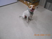 Click for Details of this Animal Click for Details of this Animal