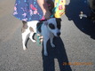 Click for Details of this Animal Click for Details of this Animal