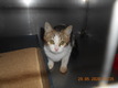 Click for Details of this Animal Click for Details of this Animal
