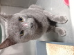 Click for Details of this Animal Click for Details of this Animal