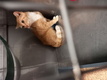Click for Details of this Animal Click for Details of this Animal