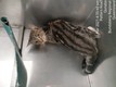 Click for Details of this Animal Click for Details of this Animal