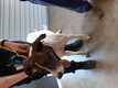 Click for Details of this Animal Click for Details of this Animal