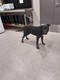 Click for Details of this Animal Click for Details of this Animal