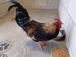 Click for Details of this Animal Click for Details of this Animal