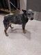 Click for Details of this Animal Click for Details of this Animal