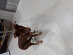 Click for Details of this Animal Click for Details of this Animal