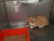 Click for Details of this Animal Click for Details of this Animal