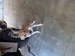 Click for Details of this Animal Click for Details of this Animal