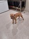 Click for Details of this Animal Click for Details of this Animal