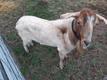 Click for Details of this Animal Click for Details of this Animal