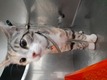Click for Details of this Animal Click for Details of this Animal