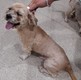 Click for Details of this Animal Click for Details of this Animal