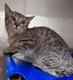Click for Details of this Animal Click for Details of this Animal