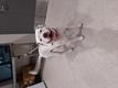 Click for Details of this Animal Click for Details of this Animal